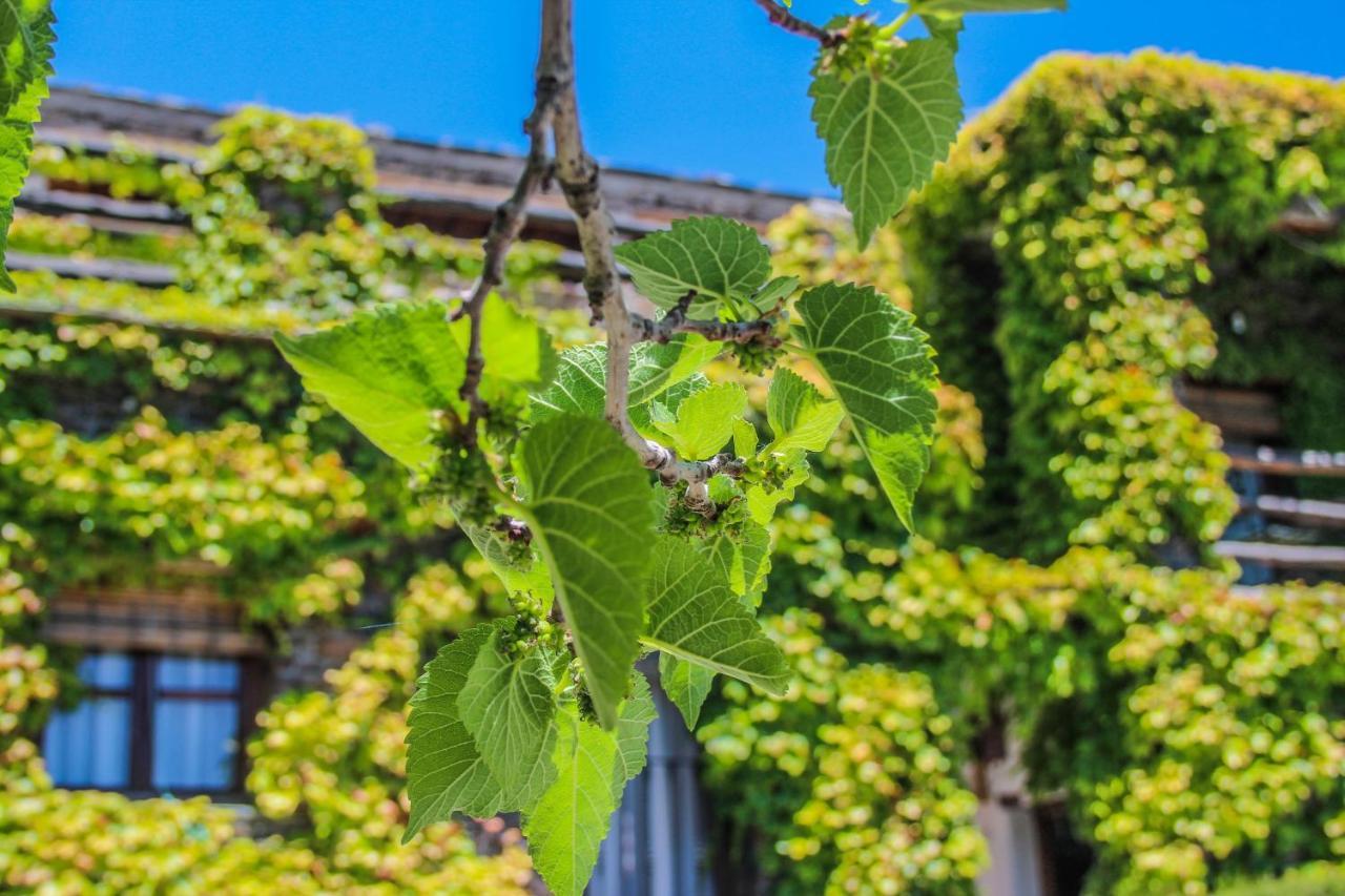 Casa Rural Catifalarga Alpujarra Capileira Eksteriør bilde